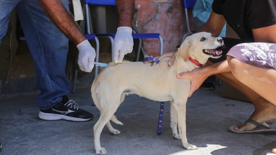 Mais de 27 mil cães e gatos vacinados no Distrito Federal – Agência Brasília