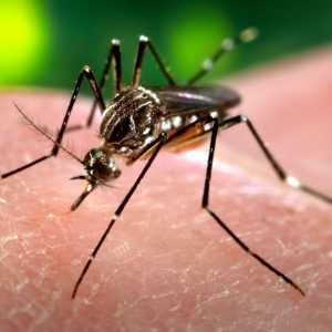 Intensificadas ações de combate à dengue