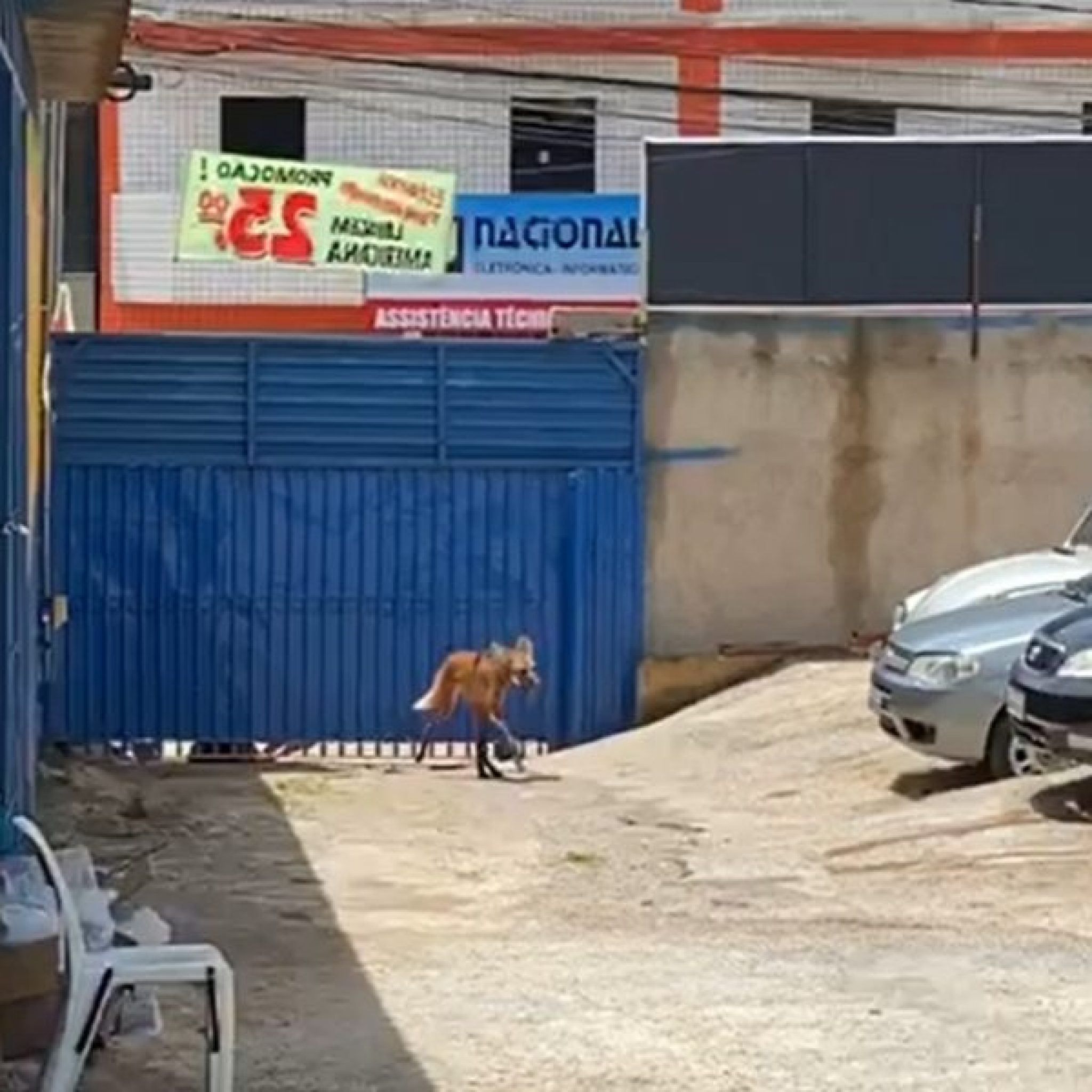 Lobo guará é resgatado de lava jato em Vicente Pires. Veja vídeo