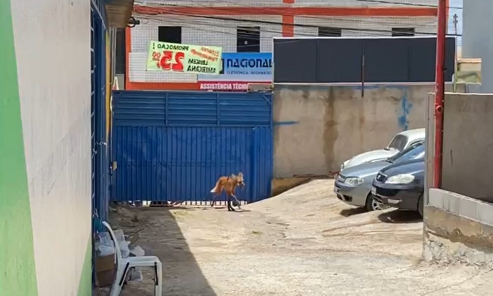 Lobo guará é resgatado de lava jato em Vicente Pires. Veja vídeo